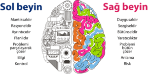 brain 1024x515 e1562950285853